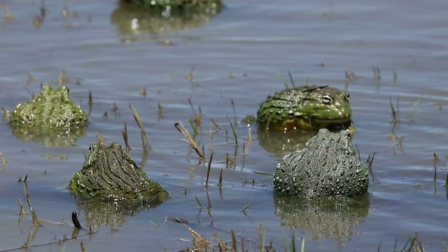 African giant bullfrogs mating and fighting