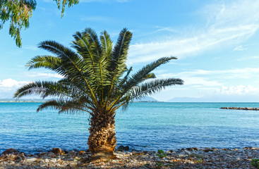 Fototapeta na wymiar Palm tree on summer beach (Greece)