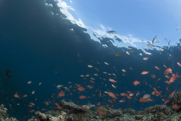 青い海と青空とハナダイの群れ