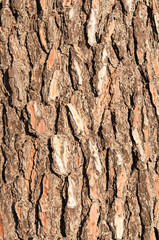 Bark of a pine tree