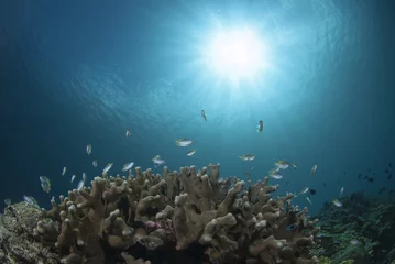 Foto op Aluminium 海底のサンゴとスズメダイと太陽 © blueworldsender