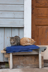 A couple of cats on the village bench