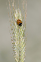 Siebenpunkt-Marienkäfer, Coccinella septempunctata