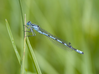 Gemeine Becherjungfer, Enallagma cyathigerum