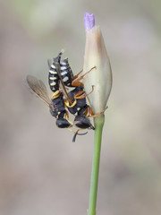 Grabwespen, Lestica alata