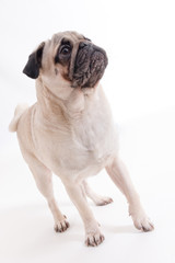 Obraz premium Pug Puppy