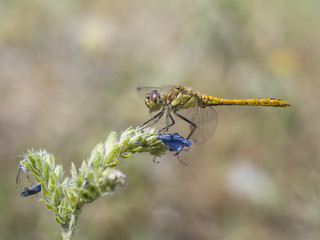 Gemeine Heidelibelle, Sympetrum vulgatum