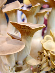 Fototapeta premium 식품이미지