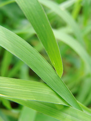 Obraz premium 자연이미지