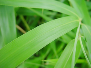 Obraz premium 자연이미지