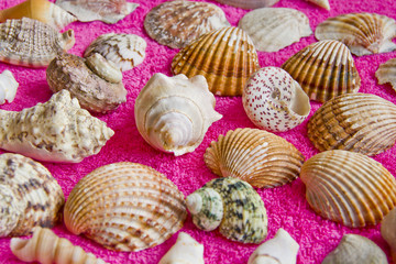 Seashells