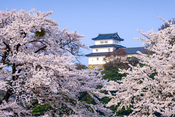 Fototapeta premium Hikone Castle in the Spring in Hikone, Japan