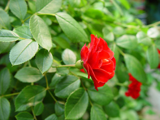 Obraz premium 식물이미지