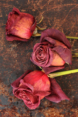 Dried roses on brown rustic background - 78965419