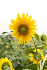 Fototapeta premium 식물이미지