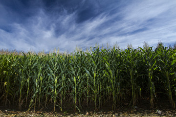 Milho cornfield lavoura 8825