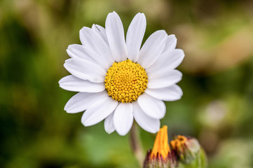 daisy