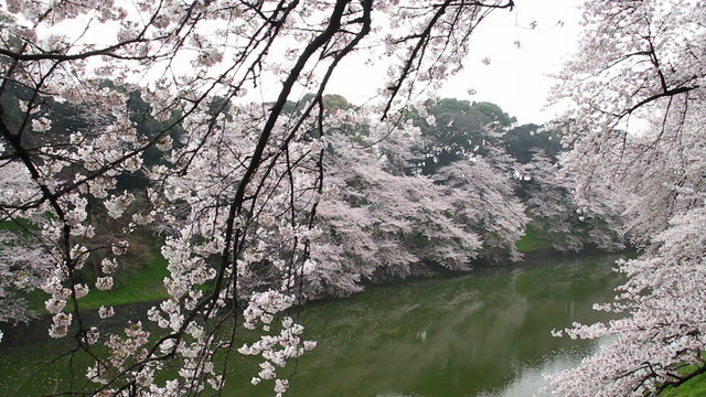 Tokyo Chidorigafuchi blossom, botanicals, vegetative