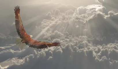 Poster Eagle in flight about the clouds © rolffimages