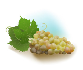 white grapes and leaves
