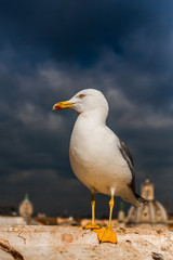 Fototapeta na wymiar White seagull on roof top