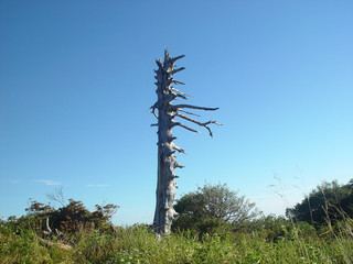 Obraz premium 식물이미지