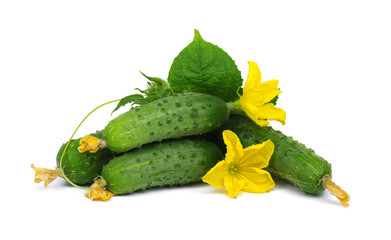 green cucumber\