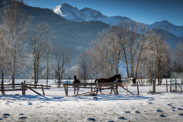 horses pasturing in paddock at highland farm at snowy day