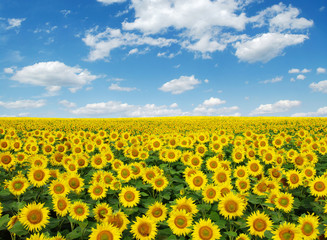 Fototapeta premium sunflowers field