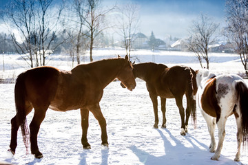 horses on highland field covered by snow