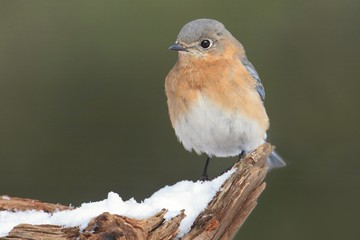 Female Eastern Bluebird in Snow