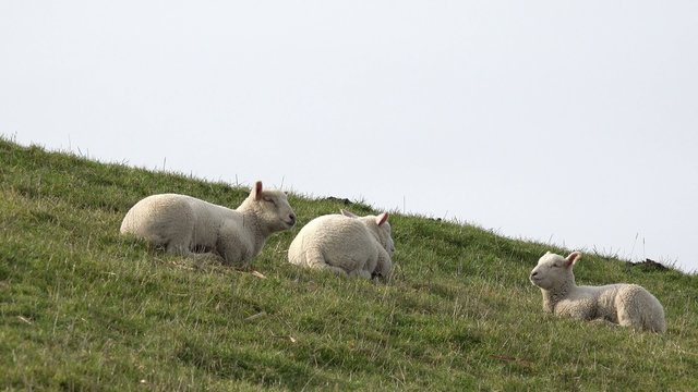 Wei&szlig;e L&auml;mmer auf dem Deich