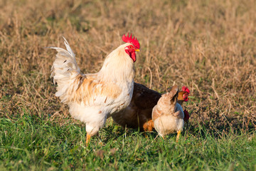 white rooster in grass in countryside