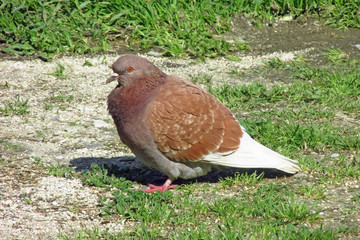 Pigeon on the grass