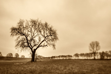 Obraz premium nur ein Baum