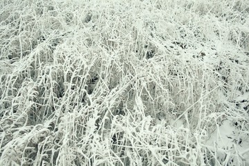 frozen grass and ground frost in winter