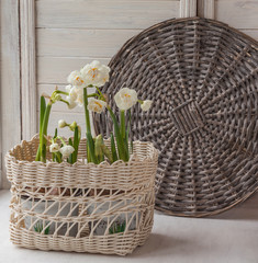 White daffodils in a basket