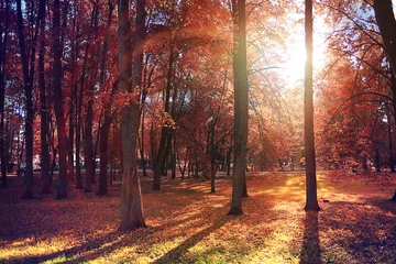 Selbstklebende Fototapeten Herbstlandschaft im Stadtpark © kichigin19