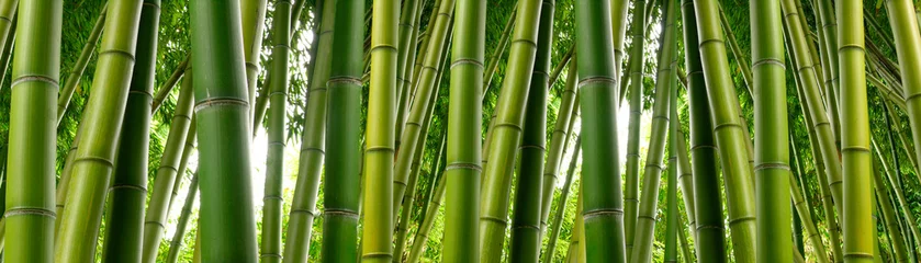 Fotobehang Bamboe Zonlicht gluurt door dichte bamboe