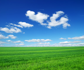 Obraz premium green field