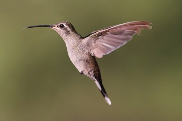 Fototapeta na wymiar Broad-tailed Hummingbird (Selasphorus platycercus)
