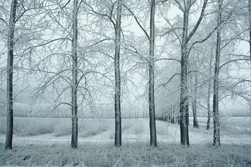 white wood covered with frost frosty landscape