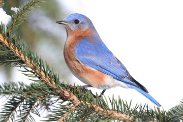 Male Eastern Bluebird