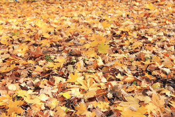 texture of yellow leaves on the ground park maples