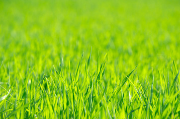 green grass