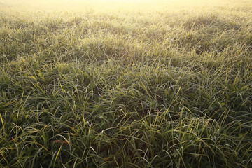 green grass with dew summer background