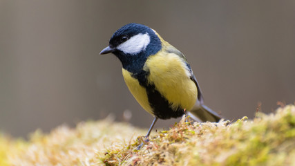 Great tit
