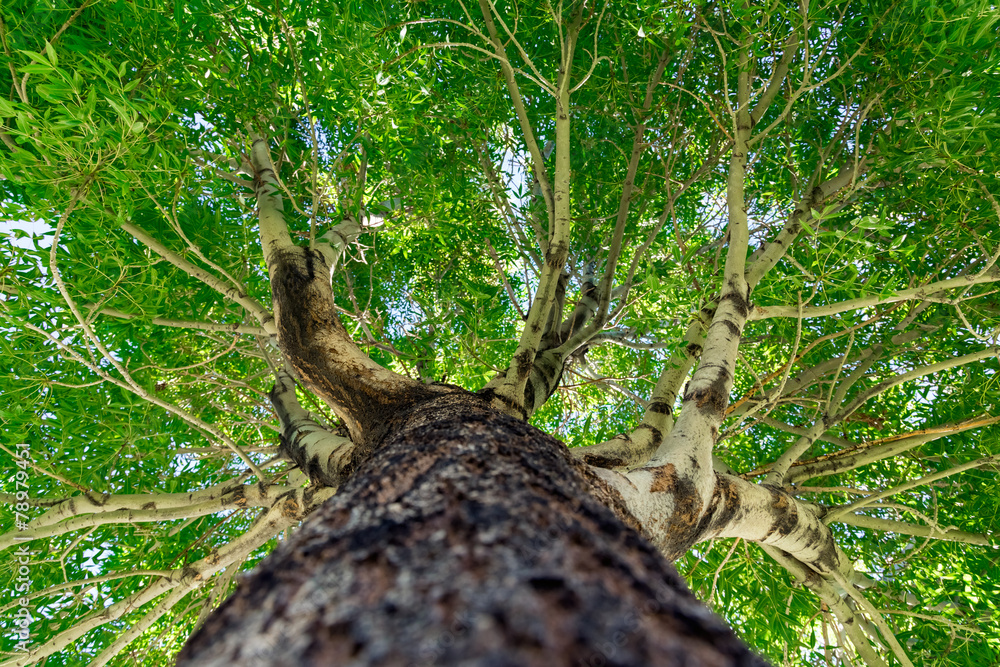 Canvas Prints Tree