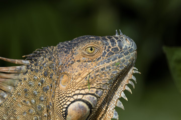 Grüner Leguan (Baumhuhn) in Costa Rica