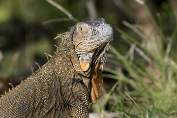 Grüner Leguan (Baumhuhn) in Costa Rica